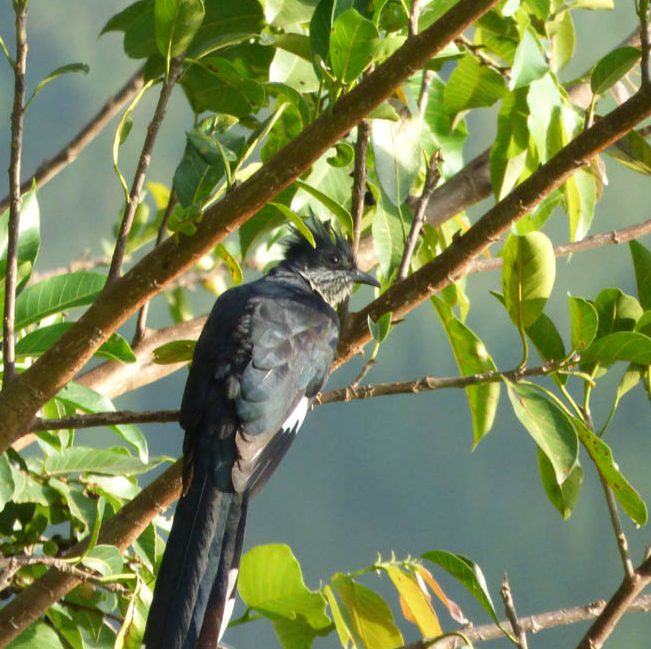 Lavaillant's Cuckoo. Lake Saka, Saaka, Fort Portal. Bird watching