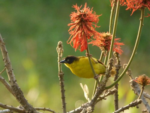 Baglefecht's Weaver on Erythrinia. Lake Saka, Saaka, Fort Portal. Bird count