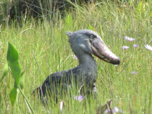 Lake Victoria boat cruise. Shoebill. Wild Frontiers Uganda