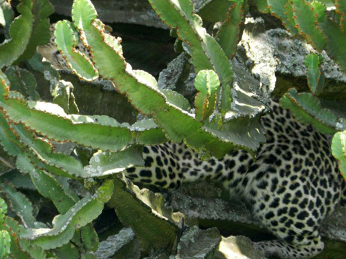 leopard in cactus Queen Elizabeth