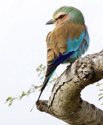 Lilac-breasted Roller