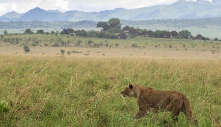 lion, Kidepo. Apoka Lodge. Uganda Safari Company