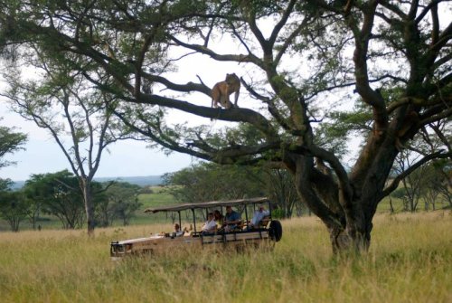 lion safari. Ishasha Wilderness Camp, Queen Elizabeth National Park