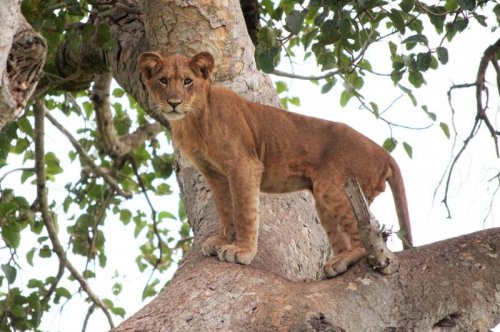 lion safari. Ishasha Wilderness Camp, Queen Elizabeth National Park 