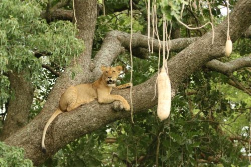 lion safari. Queen Elizabeth National Park