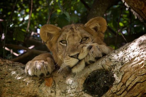 lion safari. Ishasha Wilderness Camp, Queen Elizabeth National Park