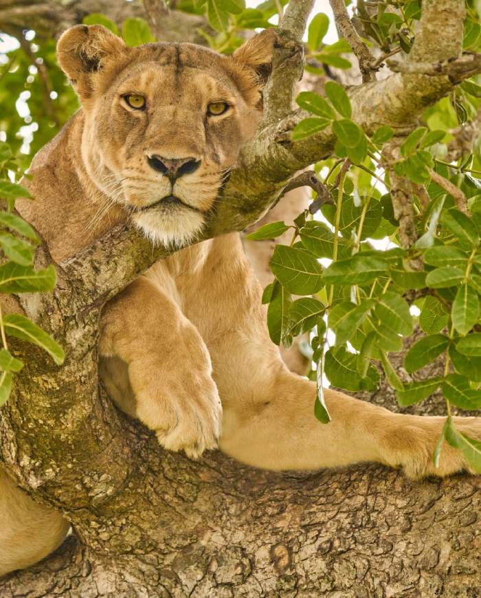 Lioness_Murchison_Chris Austria Safaris Uganda