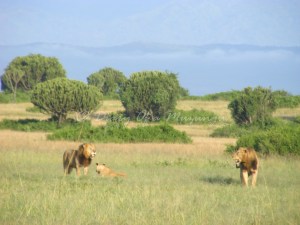 Lions in Queen Elizabeth National Park