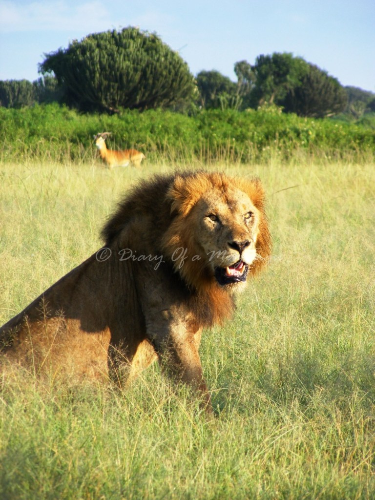 Male lion in Kasenyi, Queen Elizabeth National Park Uganda