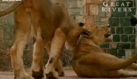 lions Murchison Falls Uganda. BBC Earth