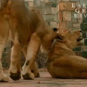 lions Murchison Falls Uganda. BBC Earth