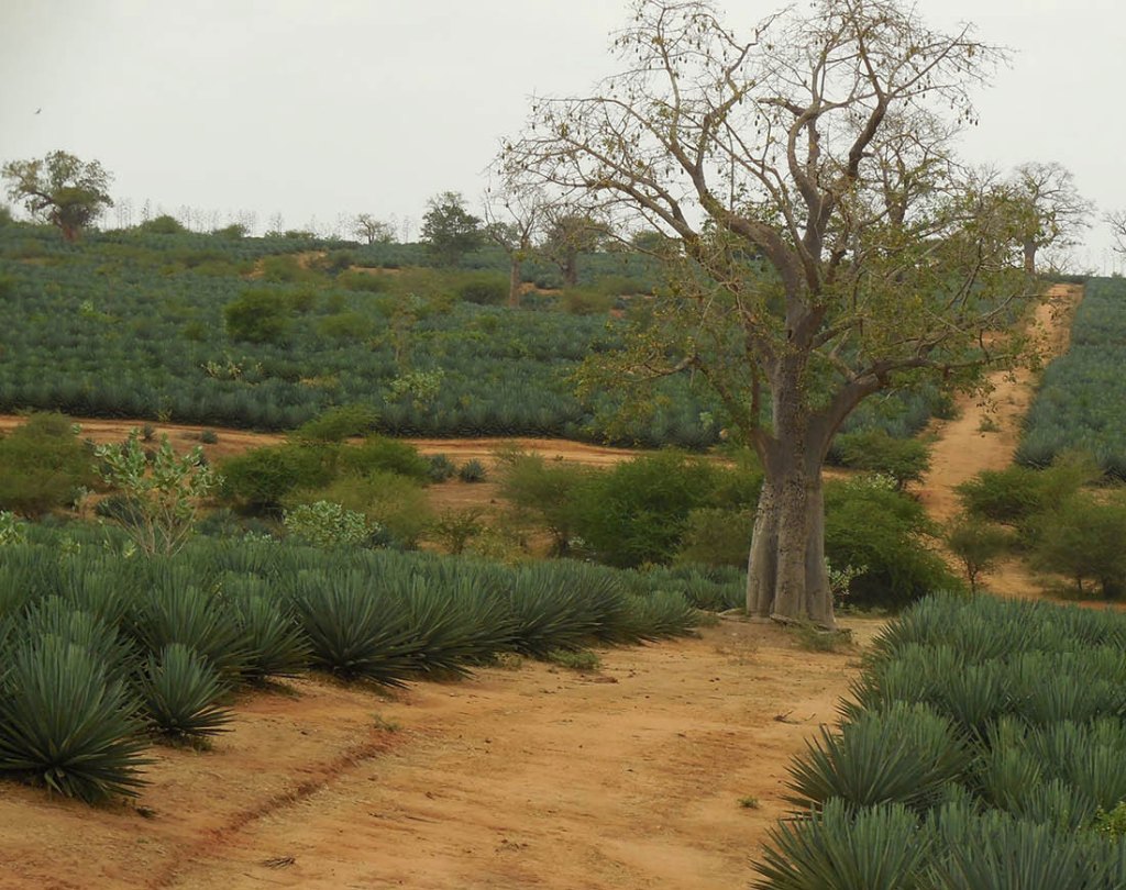 Lunatic-Express-Nairobi-Mombasa-sisal-baobab-tree