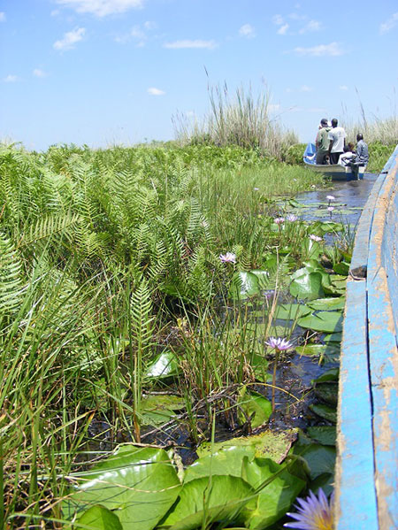 Mabamba Bay Swamp boat. Uganda’s Big Birding Day