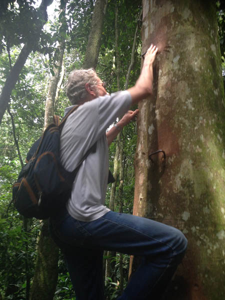 Mabira Forest Canopy Super Skyway zip line