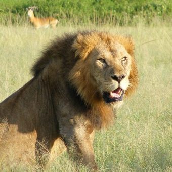 male lion, Uganda Kob. Queen Elizabeth safari. Diary of a Muzungu