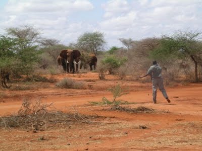 man shooting at elephants. PHOTO Edgar Kaeslin