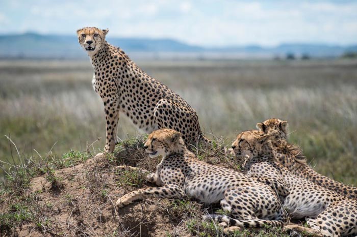 Manya Africa Tours Uganda cheetah family