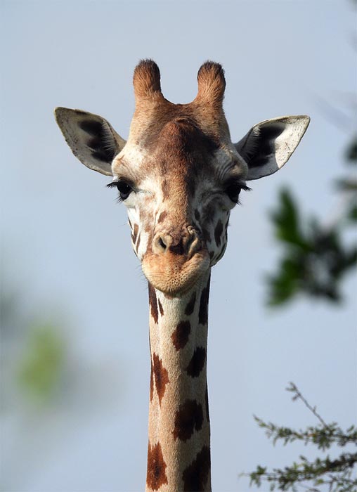 Manya Africa Tours Uganda. giraffe