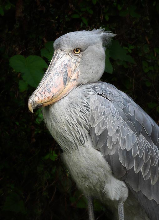 Manya Africa Tours Uganda. Shoebill