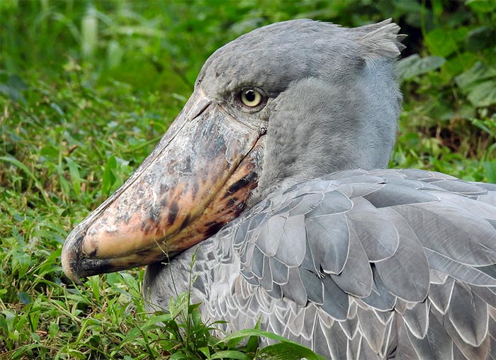 Manya Africa Tours Uganda. Shoebill