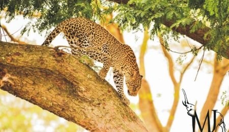 Leopard in tree. Courtesy MJ Safaris Uganda. PHOTO Peter Hogel