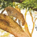 Leopard in tree. Courtesy MJ Safaris Uganda. PHOTO Peter Hogel