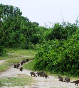 Our family of Mongooses trot off into the Bush at Mweya