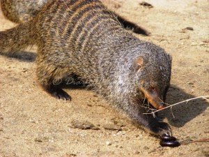 Beetles, insects, small snakes, rodents, lizards and eggs are all part of a mongoose’s diet.