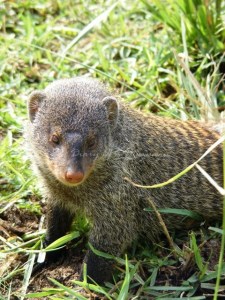 Banded Mongooses, Mweya, Queen Elizabeth National Park