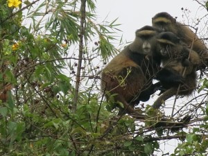 Three Golden Monkeys in trees Mgahinga Gorilla National Park Uganda