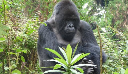 mountain gorilla tracking Titus family Kwita Izina Rwanda