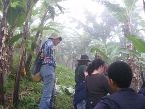 banana plantation. Mountain gorilla trekking in Bwindi, Uganda