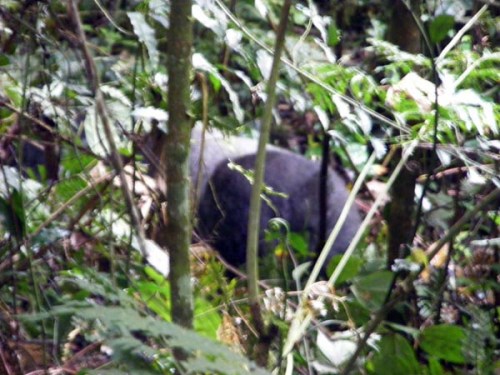 Silverback Mountain gorilla trekking Bwindi Uganda