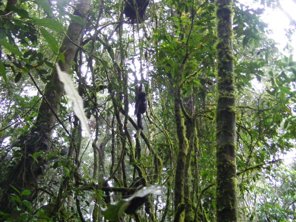 Mountain gorilla trekking Bwindi Uganda