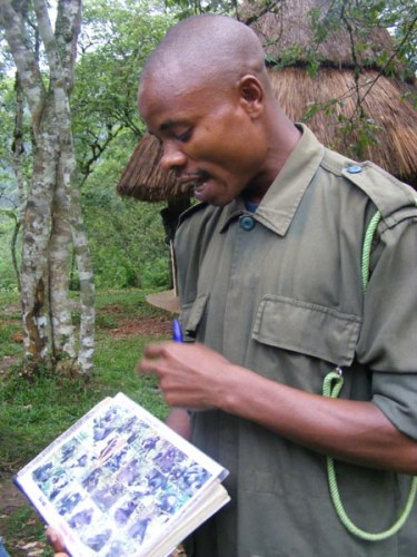 Briefing Uganda Wildlife Authority ranger Mountain gorilla trekking Bwindi Uganda