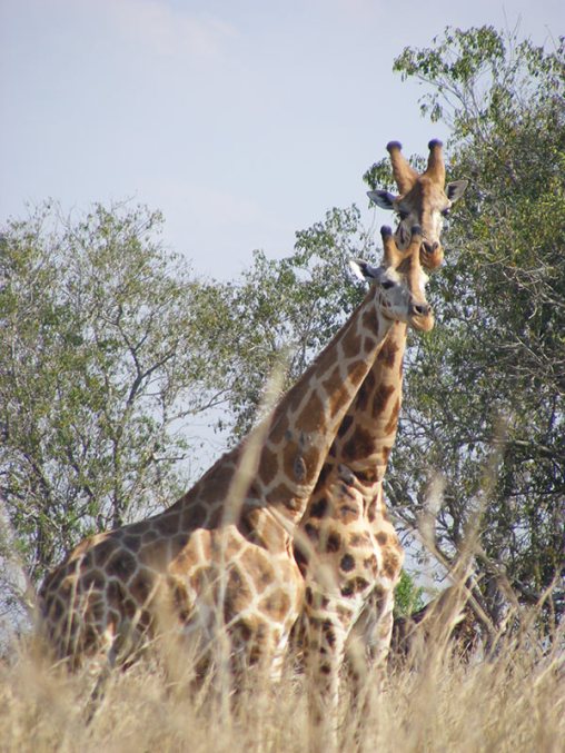 Rothschild's giraffes' necking Murchison