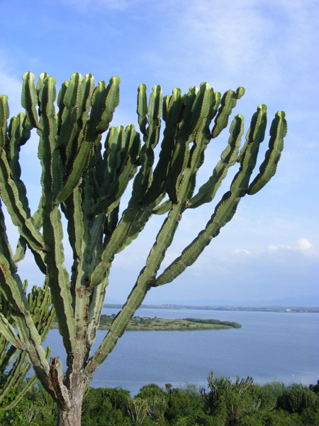 Euphorbia cactus, Mweya, Queen Elizabeth Uganda