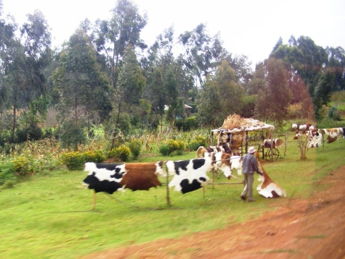 Cowhides for sale along the road to Nairobi