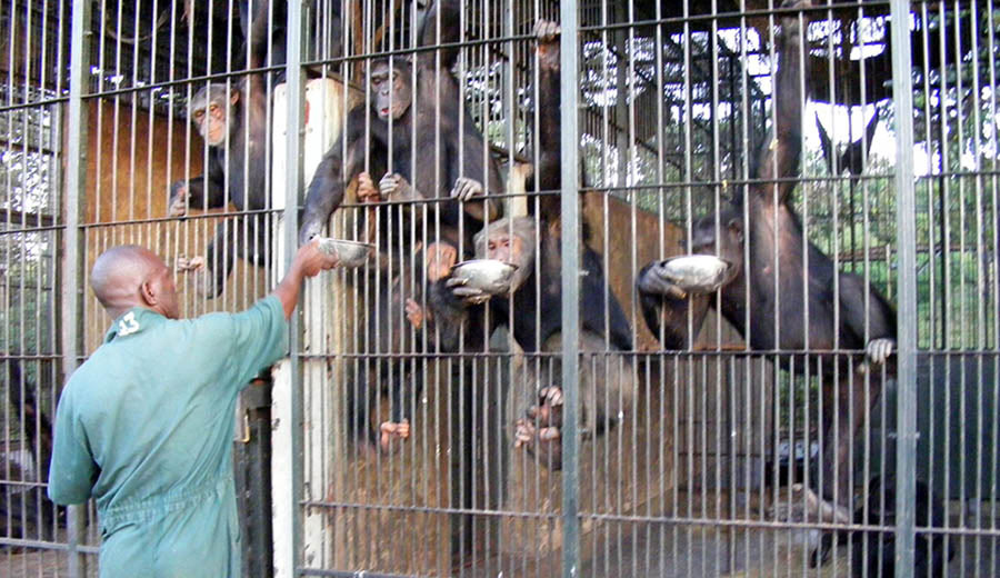 Ngamba Island Lake Victoria chimpanzee feeding time