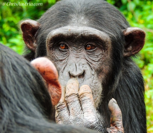 Ngamba Island Uganda chimp fingerface www.chrisaustria.com