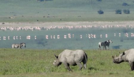 Ngorongoro Crater rhinos. PHOTO www.tanzaniatourism