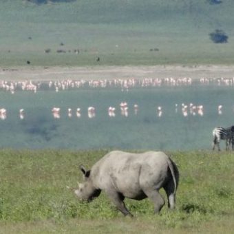 Ngorongoro Crater rhinos. PHOTO www.tanzaniatourism