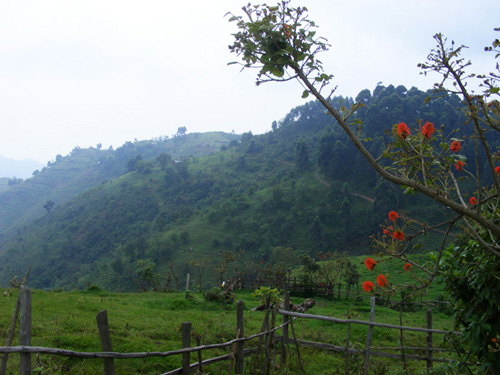 Nkuringo walking Safari Bwindi Uganda (10)