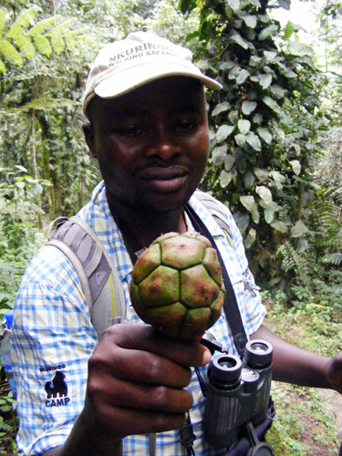 Giant seed. Nkuringo walking Safari Bwindi Uganda