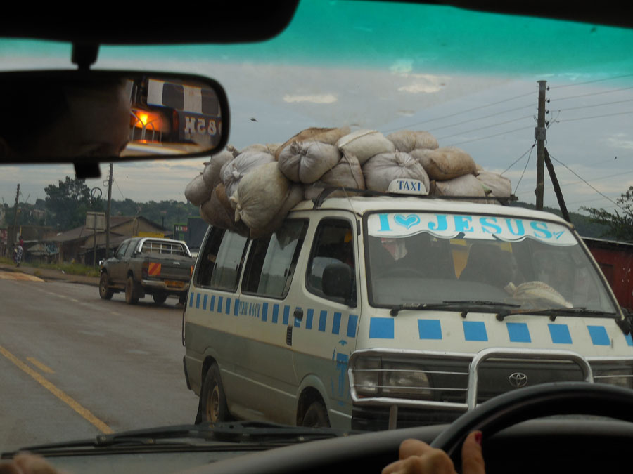 grasshopper season Uganda. White sacks full of fresh grasshoppers piled on roofs of vehicles