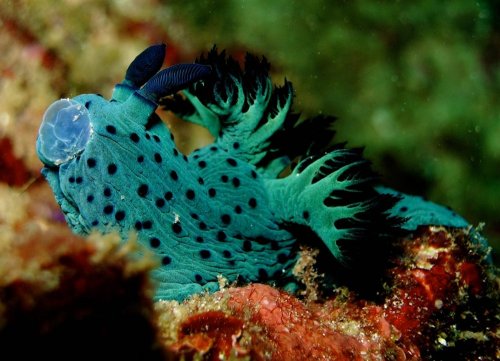 Nudibranch. Snorkel Watamu. Photo Turtle Bay Dive Centre