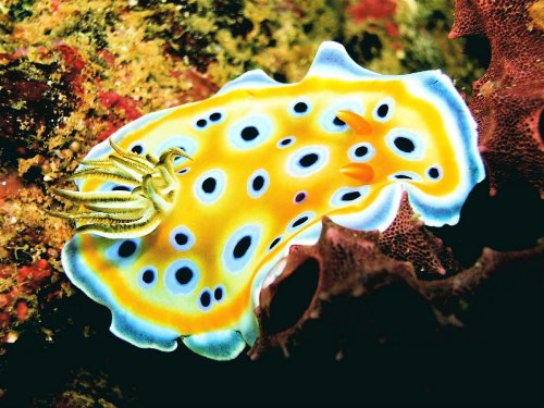 Nudibranch. Snorkel Watamu. Photo Turtle Bay Dive Centre