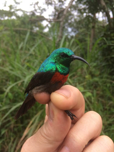 Olive-bellied Sunbird. Sunbird Hill, Kibale Forest. Photo Malcolm Wilson