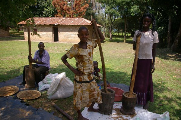 Omwani Coffee Processing Tour Kyambura Volcanoes Safaris