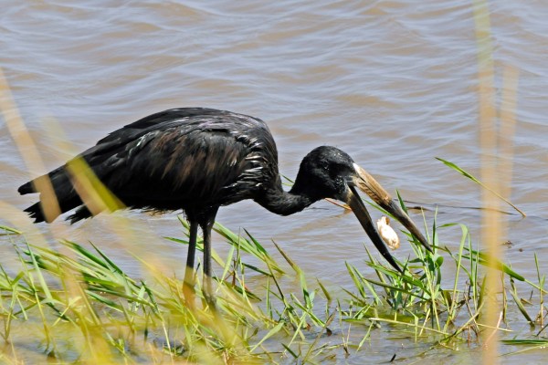 African Open billed Stork. COPYRIGHT 2011-2014 MARIE-FRANCE GRENOUILLET